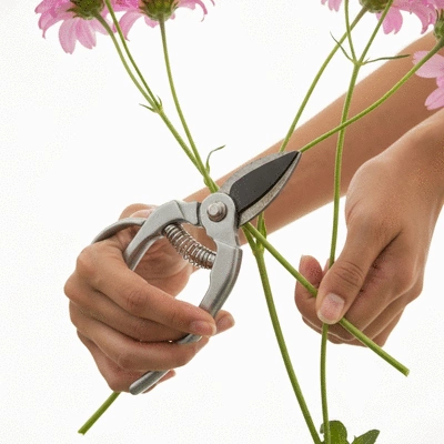 Personne coupant des tiges de fleurs en biais avec un sécateur propre, gros plan, mains uniquement