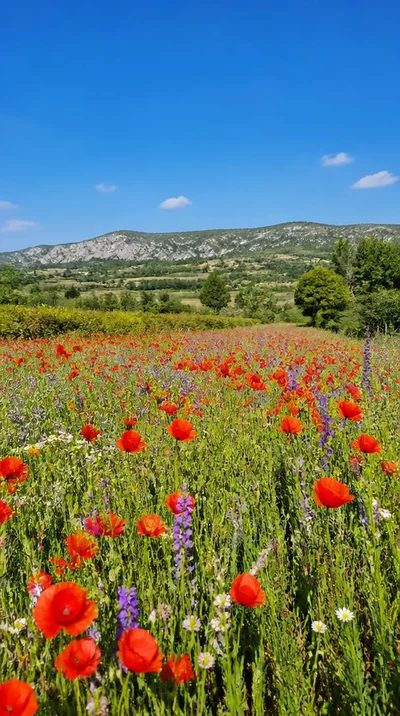 Fleurs locales de saison dans un champ en Provence, France