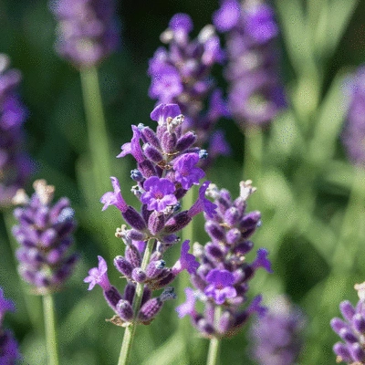 Close-up of vibrant lavender flowers in a Mediterranean garden under bright sun
